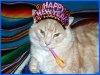 cat-happy-new-year.jpg