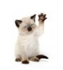 kittenpaw.jpg