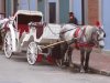 Horse & Buggy.jpg