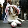fashion-dog[1].jpg