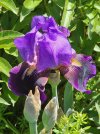 iris.jpg