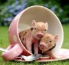 Baby-Animals-002 (1).jpg