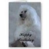 birthday poodle.jpg