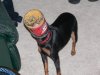dog_aware_head_stuck_jar.jpg