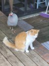 fluffy.jpg