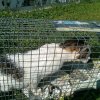 t park cats 4.jpg