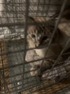 t park cats 5.jpg
