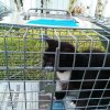 t park cat 1.jpg