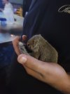 squirrel.jpg