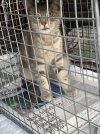 trailer park cats sun 5.jpg