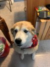 Daphne girl at christmas.jpg
