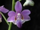 doritis pulcherrima.jpg