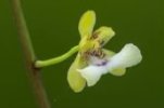 o-Oeceoclades angustifolia.jpg