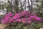 Bea's Azalea.jpg
