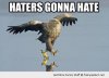 funny-haters-gonna-hate-eagle-bird-walking-ice-pics.jpg