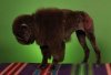 poodle buffalo.jpg