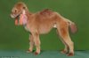 poodle camel.jpg