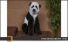 poodle panda.jpg