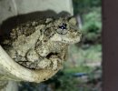 DP-Frog2.jpg