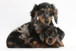 tricolor-dachshund-puppies-mark-taylor.jpg
