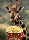 popcornXv65568.gif