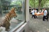 04_1n013_tigger1--300x200.jpg