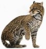 ocelot.jpg
