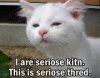th_seriouskitten.jpg