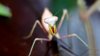 mantis2.jpg