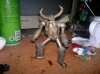 brass_gaiking_pic2_by_gravewolf30-d5bjrgw.jpg