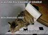 funny-pictures-pet-door-stuck-on-cat.jpg