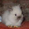 LionHead.jpg