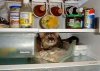 cat in frig.jpg