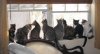 My brood of rescues 11-24-10.jpg