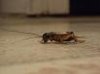 cricket.jpg