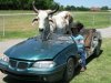 bullcar7.jpg