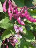 medium_purple.hyacinth.bean.jpg