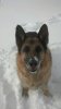 Snow checker 2013.jpg