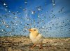 tern-chick-sri-lanka_60642_990x742.jpg