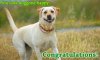 dog_congrats_static_3.jpg