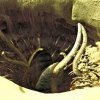 06-sarlacc_288x288.jpg