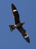 Common%20Nighthawk%20Faulkner.jpg
