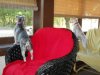 girls on porch 1.jpg