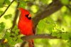 cardinal.jpg