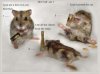 three_drunk_mice.jpg