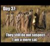 merecats.jpg