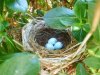 nest1.jpg