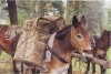 mule_2.jpg