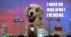 idea dog.jpg