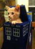 TardisKitten.jpg